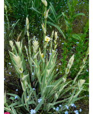 Sisyrinchium striatum 'Aunt May' 