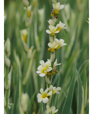 Sisyrinchium striatum 'Aunt May' 