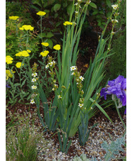 Sisyrinchium striatum