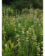Sisyrinchium striatum