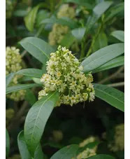 Skimmia x confusa 'Kew Green'