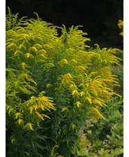 Solidago 'Foxbrook Gold'