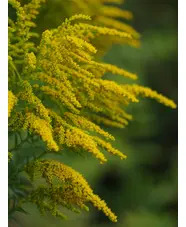Solidago 'Foxbrook Gold'