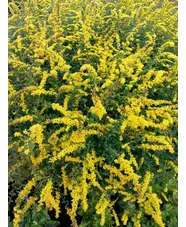 Solidago rugosa 'Fireworks'