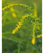 Solidago rugosa 'Fireworks'