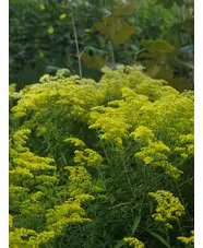 Solidago rugosa 'Loydser Crown'
