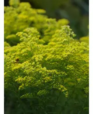 Solidago rugosa 'Loydser Crown'