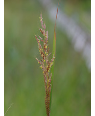 Sorghastrum nutans 'Indian Steel'