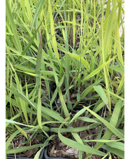 Sorghastrum nutans 'Indian Steel'