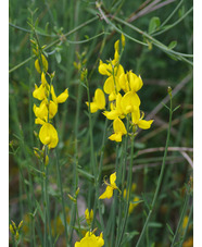 Spartium junceum