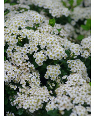 Spiraea nipponica 'Snowmound'