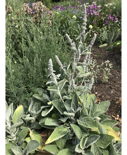 Stachys byzantina 'Big Ears' - The Beth Chatto Gardens