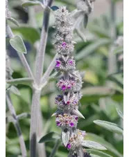 Stachys byzantina 'Big Ears'