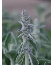 Stachys byzantina 'Big Ears'