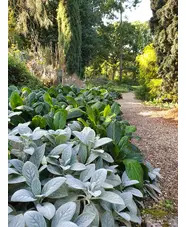 Stachys byzantina 'Big Ears'