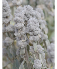 Stachys byzantina 'Cotton Boll'