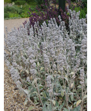 Stachys byzantina 'Cotton Boll'