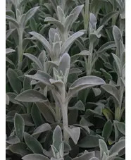 Stachys byzantina 'Cotton Boll'