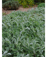 Stachys byzantina 'Cotton Boll'