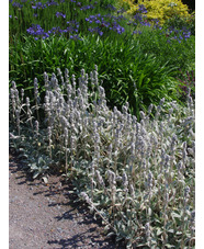 Stachys byzantina 'Cotton Boll'