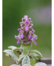 Stachys byzantina 'Silky Fleece'