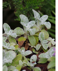 Stachys byzantina 'Silky Fleece'