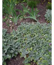 Stachys byzantina 'Silver Carpet'