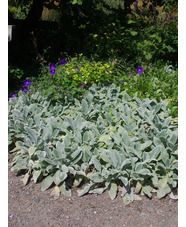 Stachys byzantina 'Silver Carpet'