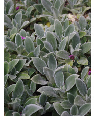 Stachys byzantina 'Silver Carpet'