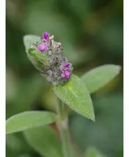 Stachys thirkei (aff.)