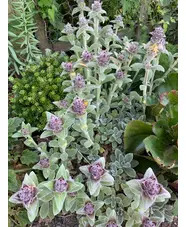 Stachys thirkei (aff.)