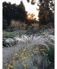 Stipa barbata