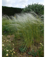 Stipa barbata