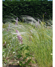 Stipa barbata