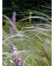 Stipa barbata