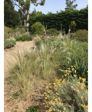 Stipa barbata