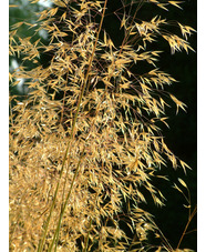 Stipa gigantea