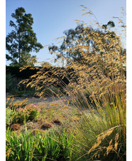 Stipa gigantea