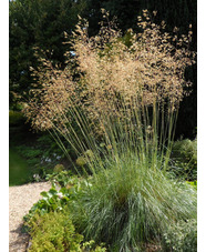 Stipa gigantea