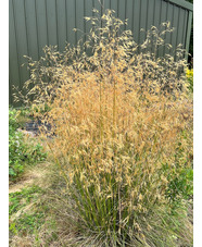 Stipa gigantea Shorter Form