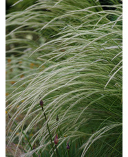 Stipa ichu