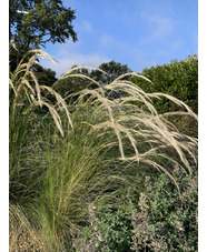 Stipa ichu