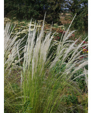 Stipa ichu