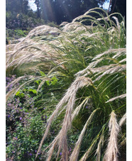 Stipa ichu