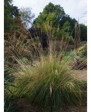 Stipa splendens