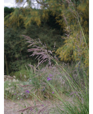 Stipa splendens