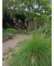 Stipa splendens