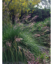 Stipa splendens