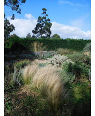 Stipa tenuissima