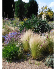 Stipa tenuissima